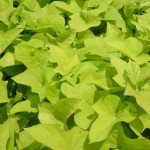 potato-vine potato-vine