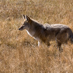 Coyote spotted in Neighborhood